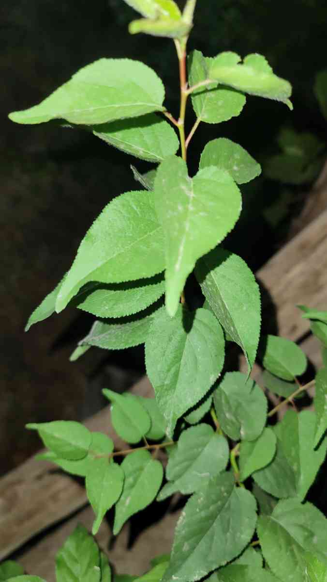 whats the name of this tree?