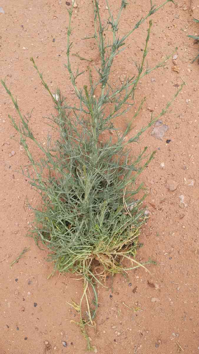 What the name of wild plant